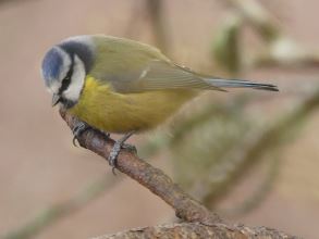 Blue Tit